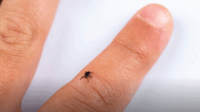 tsimpima-apo-tsimpoyri-ti-prepei-kai-ti-den-prepei-na-kanete-pote-404930