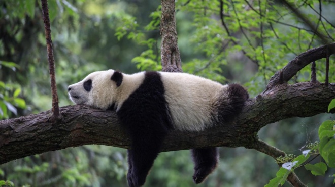 ayto-einai-to-pio-tempeliko-zodio-varietai-ta-panta-den-xekollaei-apo-ton-kanape-405806