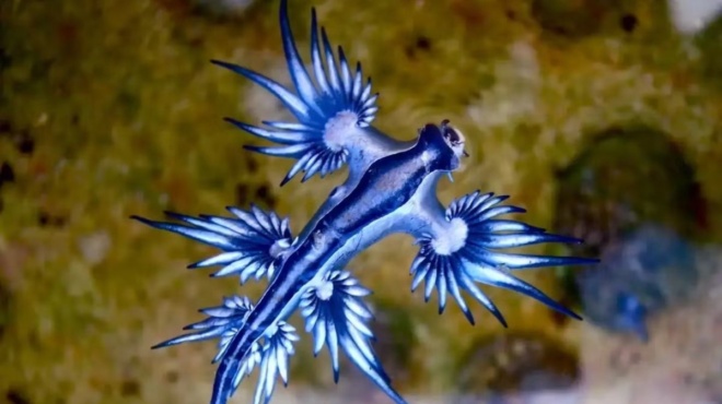 synagermos-kleinoyn-oi-paralies-prin-teleiosei-to-kalokairi-amp-8211-sok-emfanistikan-mple-drakoi-amp-8211-ti-einai-ta-thanatifora-plasmata-405931