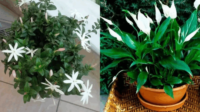 ta-fyta-tis-tempelas-20-fyta-gia-to-mpalkoni-poy-de-chreiazontai-peripoiisi-kai-antechoyn-kairo-choris-potisma-402292