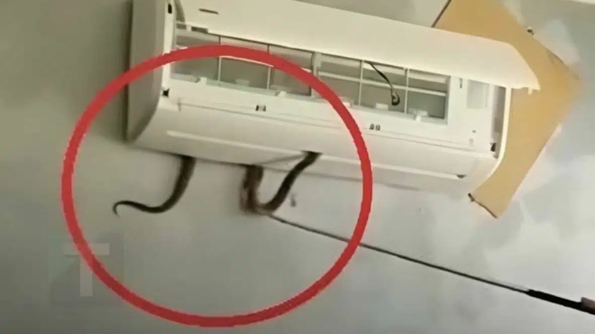 dilitiriodes-fidi-vgike-mesa-apo-klimatistiko-kai-dagkose-7chpono-koritsi-mia-anatrichiastiki-proeidopoiisi-gia-enan-kinduno-mesa-sto-spiti-406218