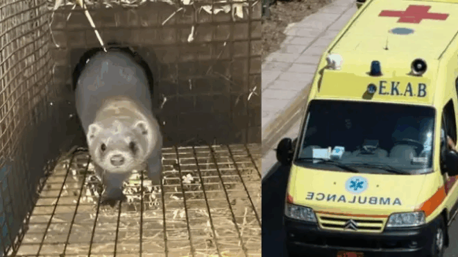 sok-stoys-maniakoys-mink-epitethike-kai-akrotiriase-to-cheri-ilikiomenis-poy-itan-kathilomeni-sto-krevati-tis-409894