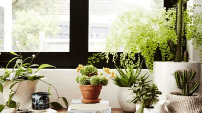 an-to-echeis-spiti-soy-petaxe-to-tora-to-fyto-poy-tha-soy-mayrisei-ti-zoi-412486