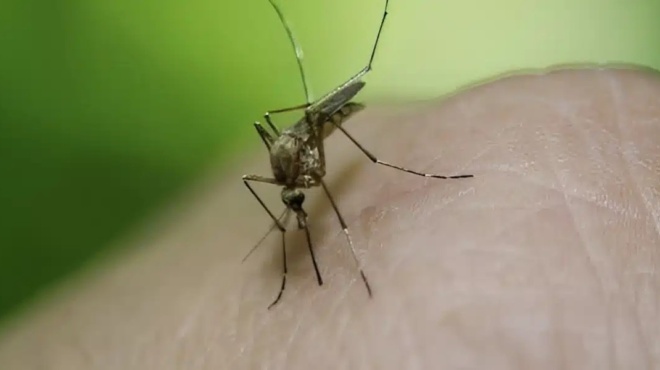 ios-dytikoy-neiloy-75-ta-kroysmata-se-poies-perioches-tis-choras-echoyn-entopistei-411556