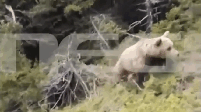 vinteo-sok-epithesi-arkoydas-se-oreivati-sti-drama-i-stigmi-tis-ptosis-toy-ston-gkremo-413229