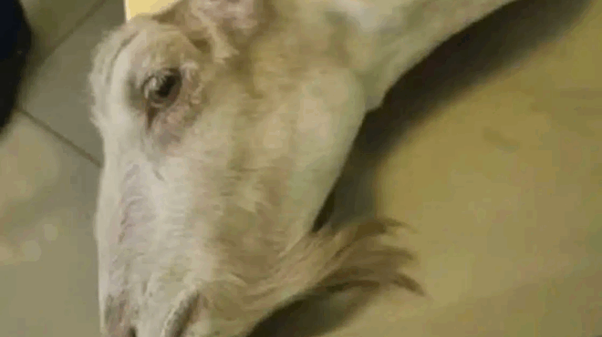 friki-stin-ileia-petaxan-konta-sto-fragma-toy-alfeioy-zontani-katsika-poy-eiche-akrotiriastei-logo-pastoyromatos-414960