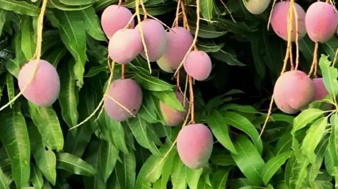 ena-froyto-gia-ola-karkino-diaviti-mnimi-kai-cholisterini-414178