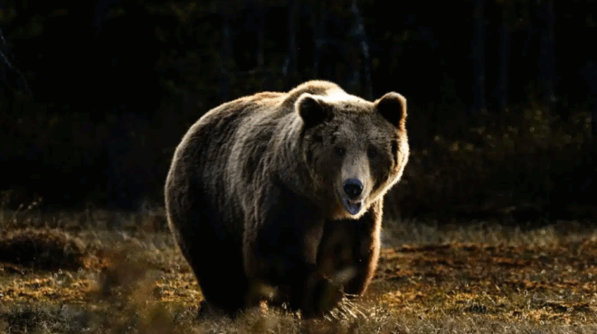 ioannina-ilikiomenos-dechthike-epithesi-apo-arkoyda-stin-ayli-toy-spitioy-toy-nosileyetai-me-sovara-traymata-415511