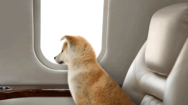 oi-skyloi-tha-echoyn-to-diko-toys-kathisma-sto-aeroplano-415567