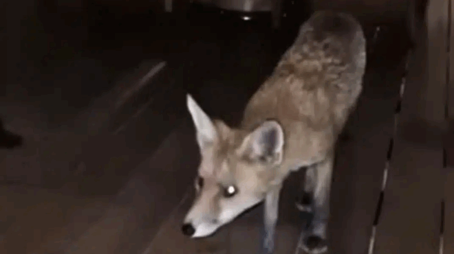 alepoy-se-estiatorio-xenodocheioy-kykloforoyse-anamesa-sta-trapezia-sti-glyfada-416315