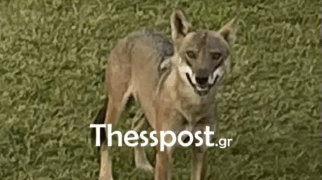 sok-sti-chalkidiki-lykos-epitethike-se-5chroni-to-koritsaki-metaferthike-sto-nosokomeio-412978