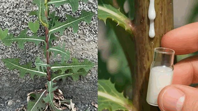 ta-6-vasika-ofeli-aytoy-toy-fytoy-414313