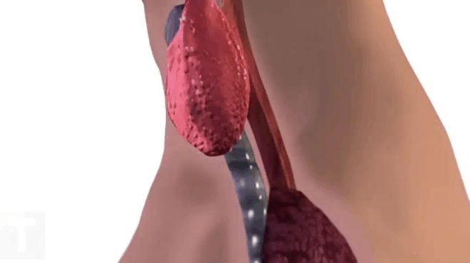 stamatiste-na-trote-aytes-tis-6-trofes-poy-epireazoyn-arnitika-ton-thyreoeidi-413556