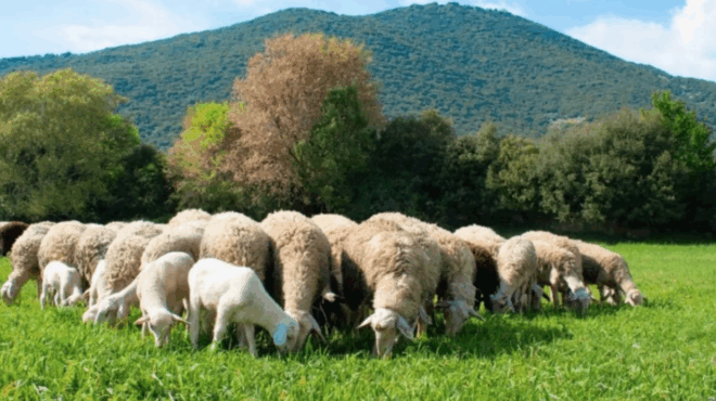 synagermos-me-tin-eylogia-aigoprovaton-kindynos-gia-lockdown-apo-tsiara-412949