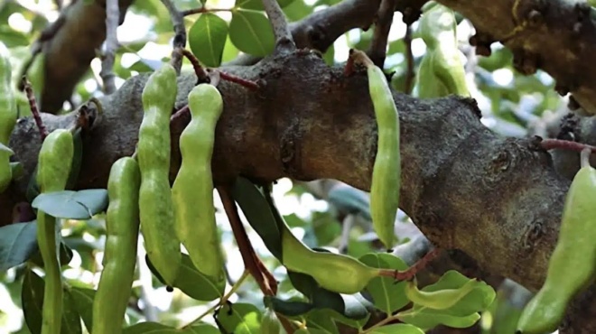 i-trofi-tis-katochis-koryfaia-pigi-asvestioy-kai-sidiroy-poy-richnei-sakcharo-kai-cholisteroli-kai-diatirei-ta-osta-gera-423022