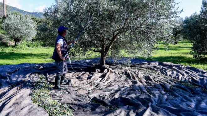 vomva-gia-osoys-echoyn-elies-stin-ellada-akomi-kai-an-den-tis-mazeyoyn-i-den-vgazoyn-ladi-amp-8211-prepei-na-kanoyn-1-pragma-allios-plironoyn-423456