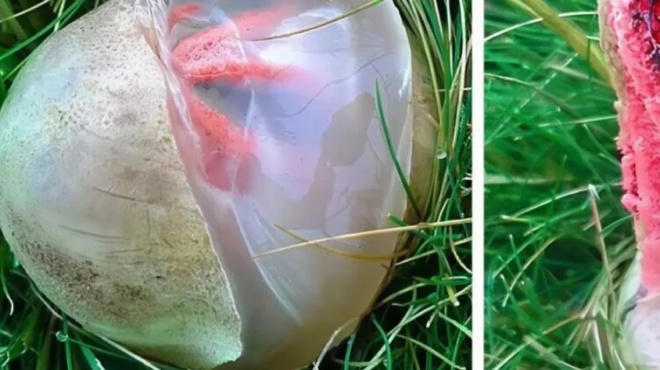 stin-ayli-vrika-ena-gloiodes-kokkinopo-plasma-poy-evgaze-mia-aidiastiki-myrodia-pagosa-apo-tromo-otan-katalava-ti-itan-424334