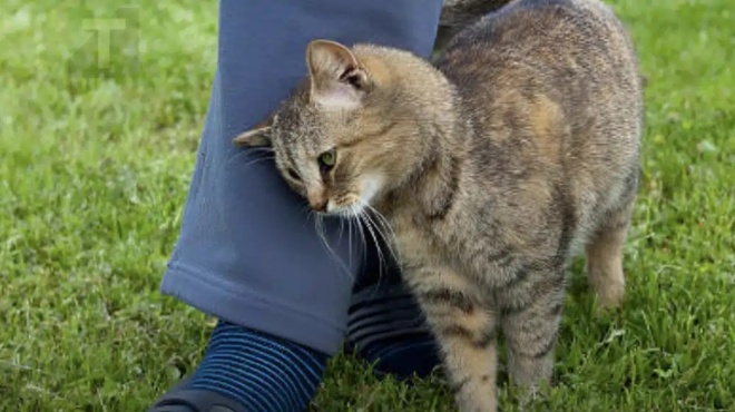 ti-simainei-otan-mia-gata-trivetai-pano-soy-424976