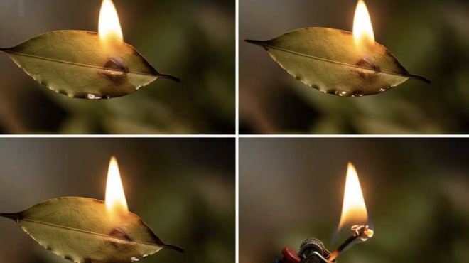 kapste-ena-fyllo-dafnis-sto-spiti-deite-giati-prepei-na-to-dokimasete-tora-425092