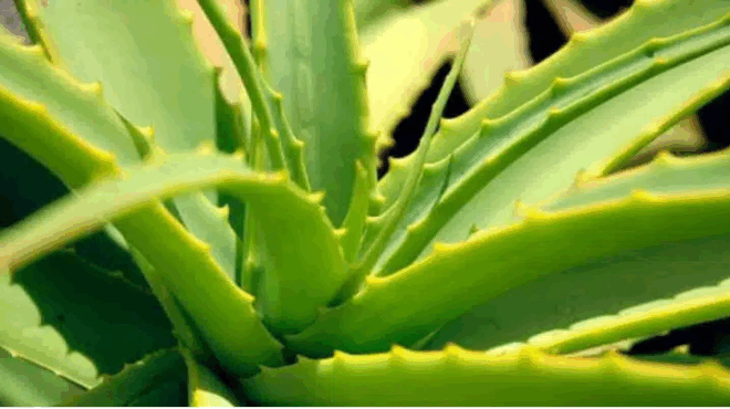 mas-eipan-oti-i-aloi-kanei-kalo-stin-ygeia-kai-to-derma-kaneis-den-mas-leei-omos-oti-420639