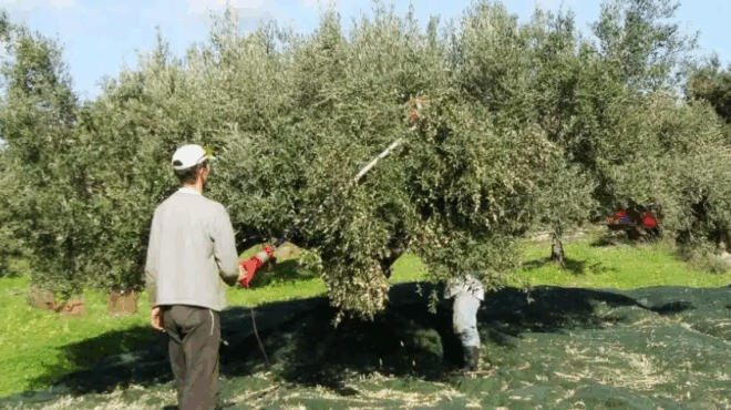 mazema-elion-i-panexypni-patenta-agroti-poy-kanei-to-mazema-tis-elias-paichnidaki-421223