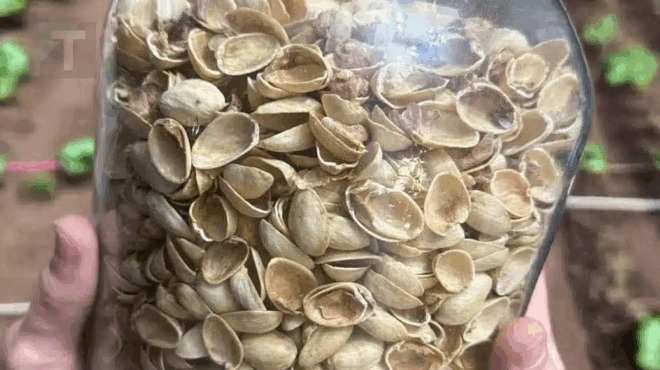 oi-perissoteroi-anthropoi-petoyn-ta-kelyfi-apo-fistikia-choris-na-syneiditopoioyn-poso-polytima-einai-deite-pos-ta-chrisimopoio-ego-422929