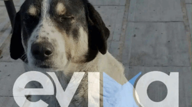 ktinodia-stin-eyvoia-andras-pyrovolise-kai-skotose-adespoto-skylo-423938