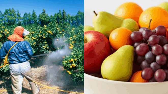 to-elliniko-froyto-me-ta-perissotera-fytofarmaka-sti-dimosiotita-o-neos-apokalyptikos-elegchos-toy-ypaat-425324