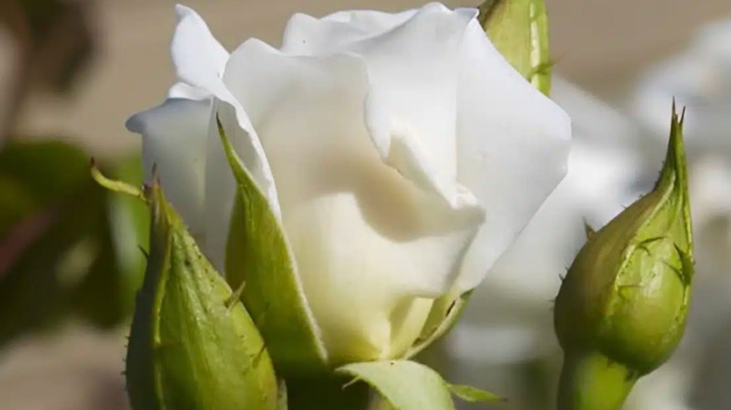 to-anarrichomeno-fyto-poy-megalonei-se-chrono-rekor-kai-echei-loyloydia-olo-to-chrono-425356