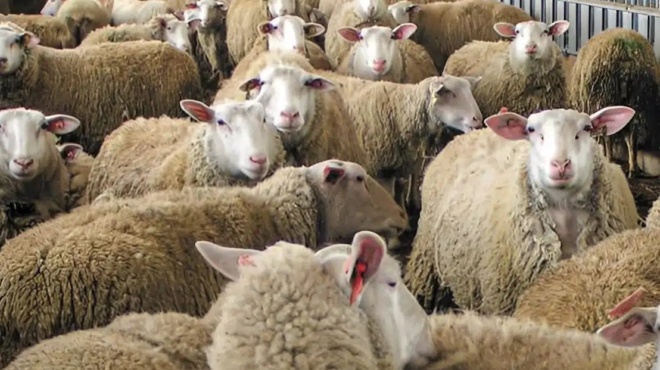 ktinotrofos-pethane-epeidi-toy-thanatosan-ta-30-provata-toy-logo-eylogias-419643