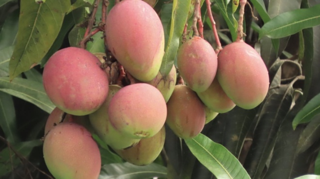 ki-omos-schedon-kaneis-den-troei-ton-vasilia-ton-froyton-echei-antikarkiniki-drasi-meionei-tin-piesi-veltionei-tin-mnimi-420853