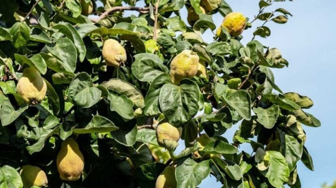 ligoi-to-gnorizoyn-o-xechasmenos-karpos-tis-agapis-kai-tis-gonimotitas-poy-rythmizei-sakcharo-amp-038-cholisteroli-425572