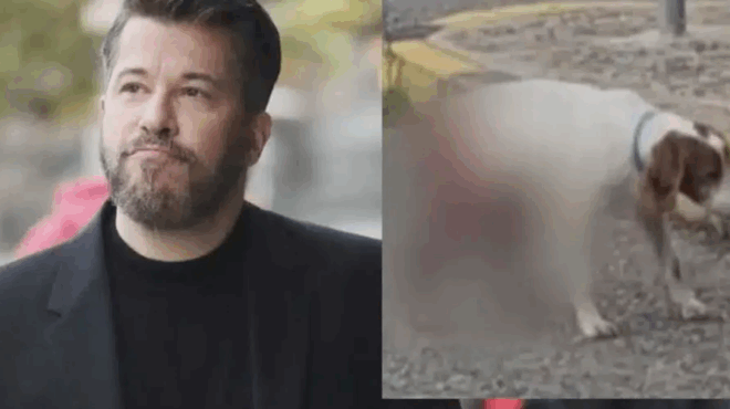 varthakoyris-pyr-kai-mania-gia-tin-ktinodia-me-ta-vasanistiria-se-skylo-stin-ileia-ta-poly-sklira-toy-logia-423951