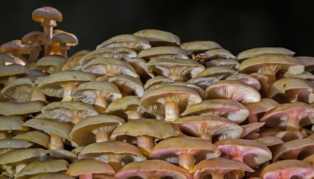 achepa-se-sovari-katastasi-zeygari-poy-katanalose-manitaria-amp-8211-oi-arches-proeidopoioyn-toys-polites-431938