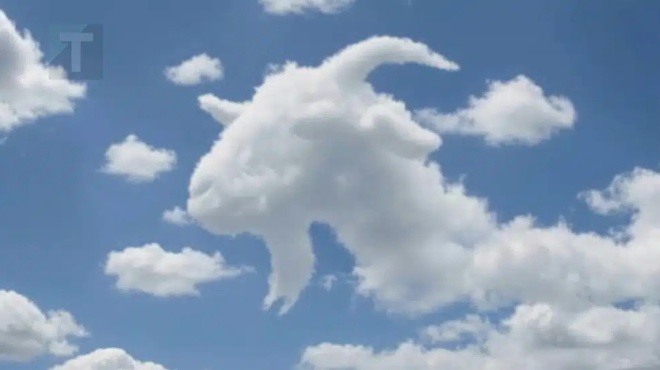 eides-prota-mia-chelona-i-mia-katsika-ti-apokalyptei-ayto-gia-to-pos-leitoyrgei-o-egkefalos-soy-432256