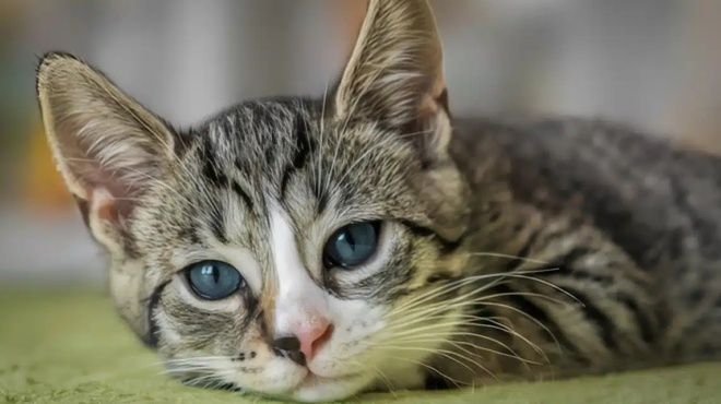 friki-sti-thessaloniki-zeygari-exetrefe-gates-tis-opoies-proorize-gia-fagito-433920