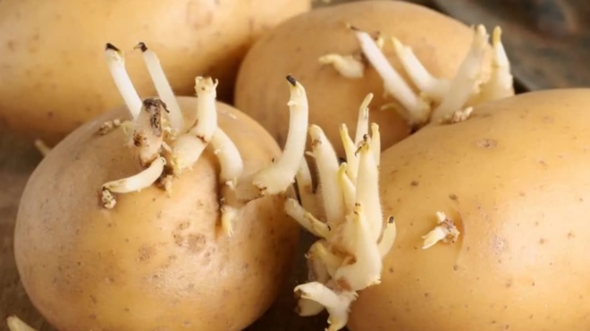 apithano-kolpo-gia-ligoys-mesa-sti-sakoyla-me-tis-patates-valte-mesa-ayto-to-froyto-kai-den-tha-xanavgaloyn-pote-fytres-434548