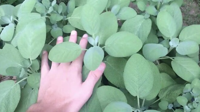 to-fyto-tis-athanasias-poy-richnei-sakcharo-kai-cholisterini-prostateyei-apo-karkino-kai-enischyei-ti-mnimi-427740