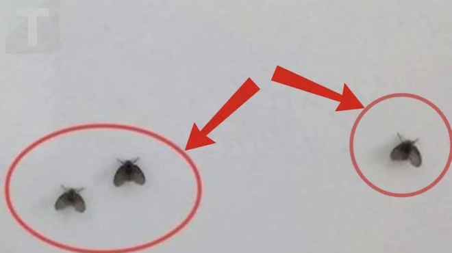 symvoyles-gia-na-xefortotheite-ta-mikra-entoma-sto-mpanio-427903