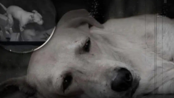 ayto-poy-kanei-enas-skylos-prin-pethanei-tha-soy-ragisei-tin-kardia-428152