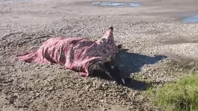 orgi-sto-agrinio-avoithito-apo-chthes-alogo-poy-traymatistike-meta-apo-trochaio-433032