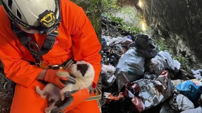 nea-ktinodia-sok-stin-ellada-petaxan-koytavia-se-gkremo-20-metron-sothike-ena-poy-prostatepsan-sakoyles-skoypidion-434667