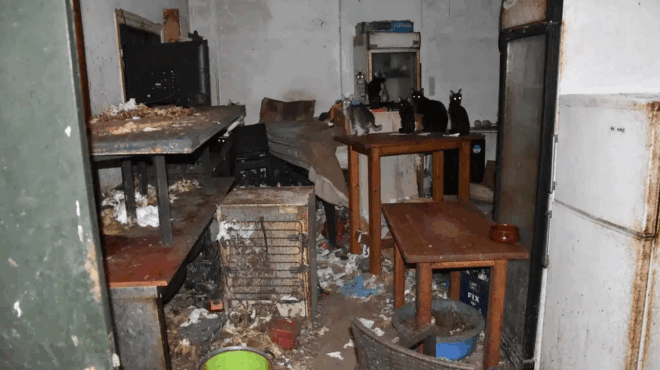 donoysa-synelifthi-63chronos-poy-kratoyse-58-gates-egklovismenes-se-athlies-synthikes-efage-terastio-prostimo-429412