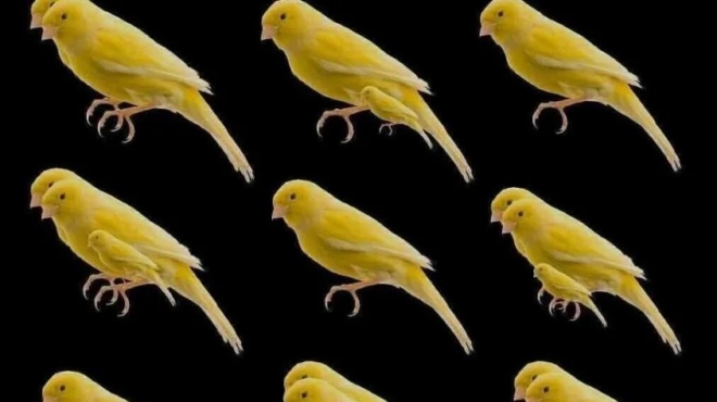 den-einai-9-posa-poylia-einai-432041