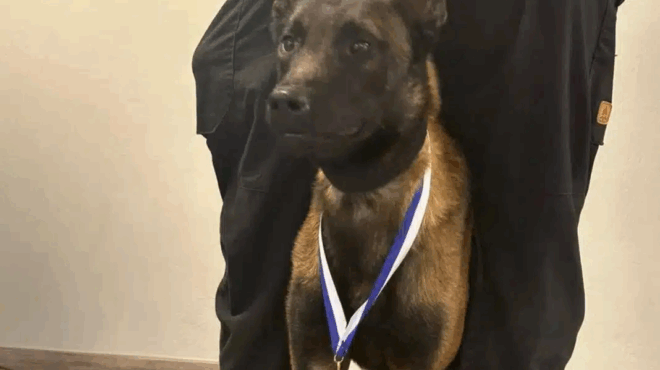 nekros-apo-dilitiriasi-o-skylos-ereynitis-echo-symmeteiche-stis-ereynes-gia-ton-kalogiroy-eiche-vrei-ti-soro-toy-koytsikoy-427101