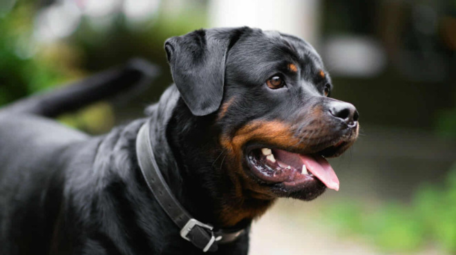 kalamata-molis-matheytnke-ti-ekane-o-76xpovos-sto-rotvailer-426412