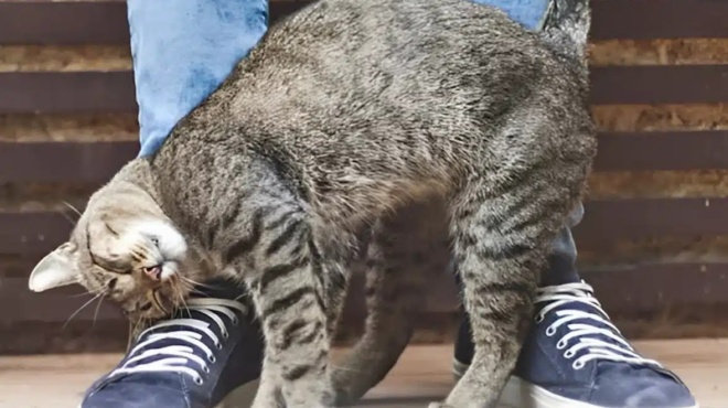 i-gata-moy-trivetai-kai-xynetai-pano-moy-ti-simainei-ayto-434749