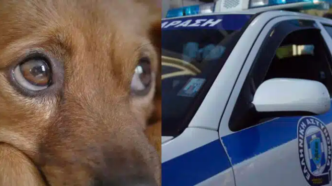 frikti-ktinodia-sti-thessaloniki-oyrliaze-apo-ton-fovo-amp-8220-ti-kaneis-ekei-amp-8221-amp-8211-se-sok-o-anthropos-poy-eide-amp-8230-437797