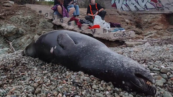 ktinodia-sto-mayro-lithari-agnostoi-pyrovolisan-kai-skotosan-fokia-eikones-438106