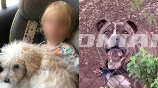 den-eiche-paei-pote-to-paidi-ekei-pera-pote-ragizei-kardies-o-pateras-toy-mikroy-agorioy-poy-ton-katasparaxe-pitmpoyl-sti-zakyntho-436655